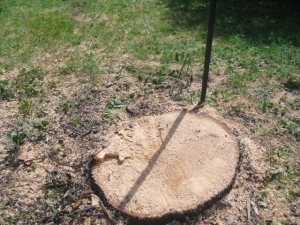 Baumsägearbeiten (15).JPG